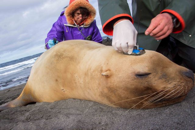GPS Tags For 5 Sea Lions On The Commander Islands